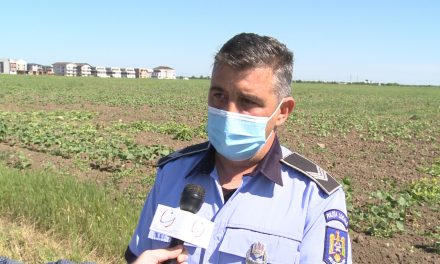 Legea 62/2018: Poliția Locală va informa Prefectura Timiș despre terenurile pline cu buruiana ambrozia