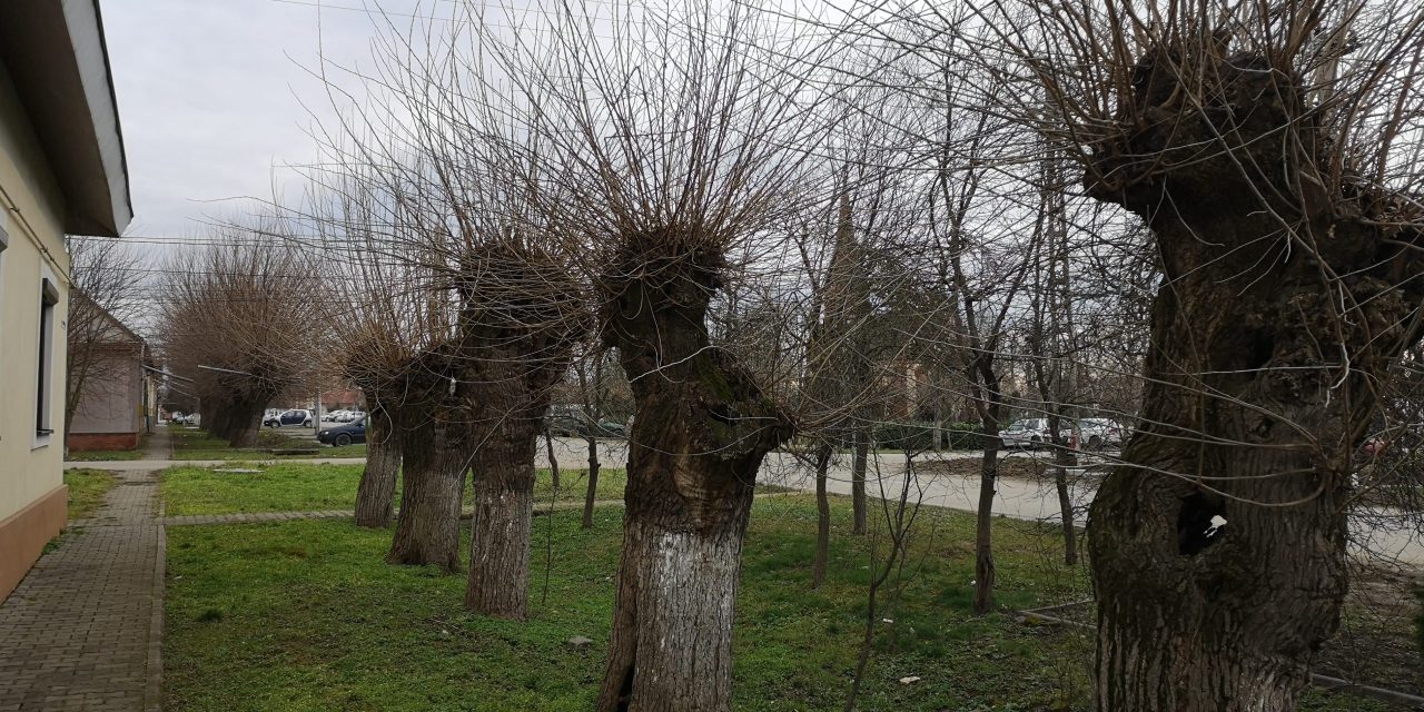 Coronavirus în Timiș, situația pe localități – Dumbrăvița ajunge pe locul patru la rata de infectare, cu 6 cazuri noi de COVID-19