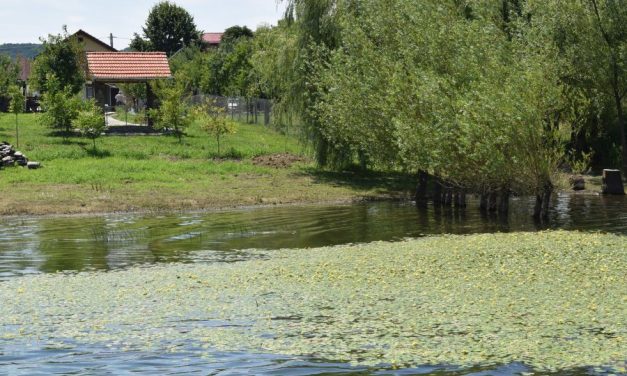 Între nuferi, păsări și pești, în Rezervația Naturală Lacul Surduc