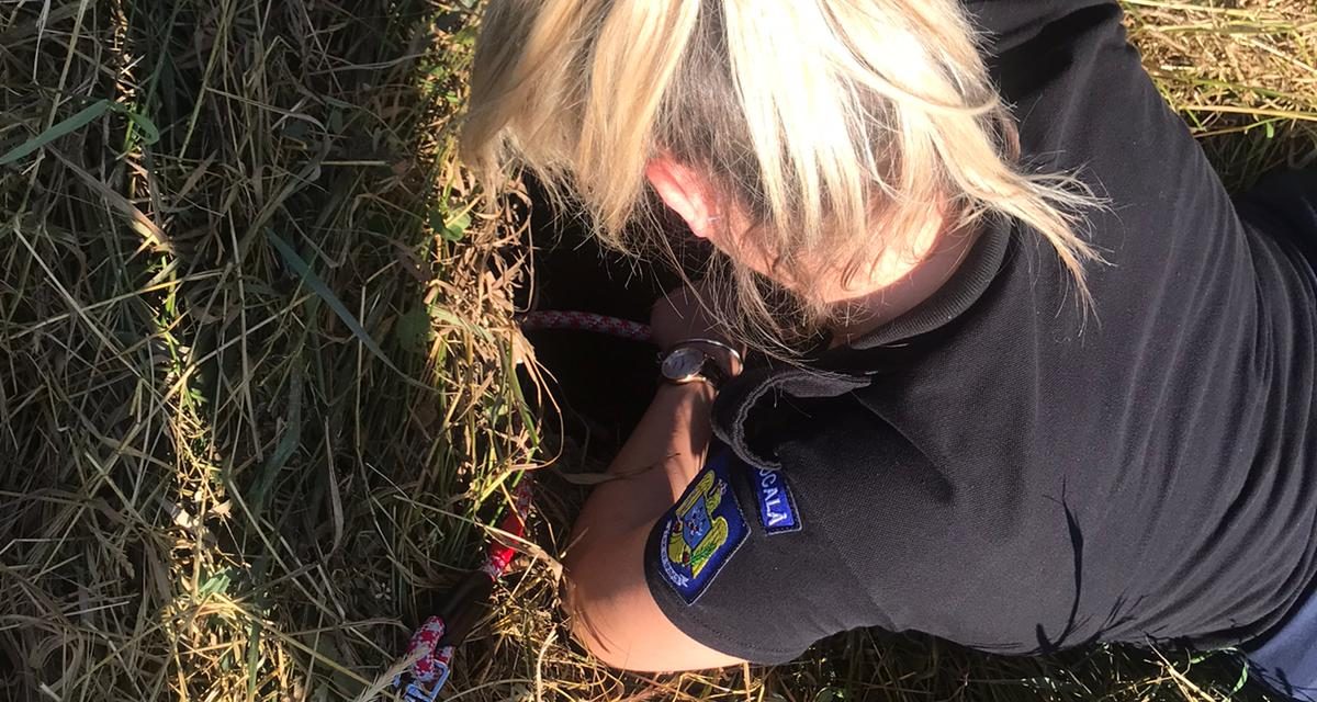 FOTO: Poliția Locală Dumbrăvița a fost solicitată să salveze un animal. Vezi cum a decurs intervenția