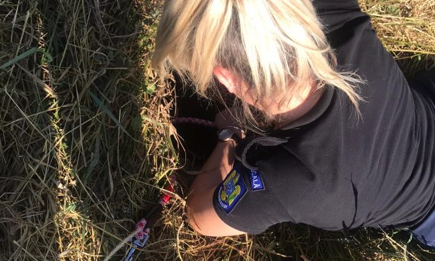 FOTO: Poliția Locală Dumbrăvița a fost solicitată să salveze un animal. Vezi cum a decurs intervenția