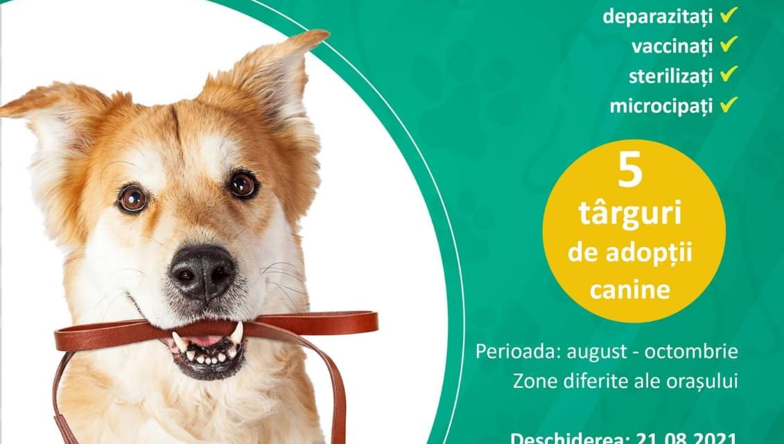 Primăria Timișoara lansează campania de adopție a câinilor fără stăpân – “Și mie îmi stă bine în lesă! Ia-mă acasă!”