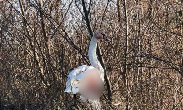 FOTO: Ce s-a întâmplat cu lebăda rănită pe lacul de acumulare din  Dumbrăvița