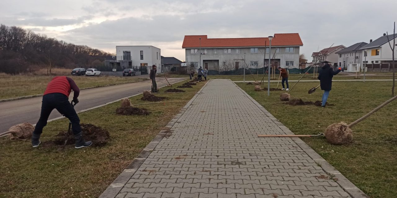 Plantare de copaci prin voluntariat!