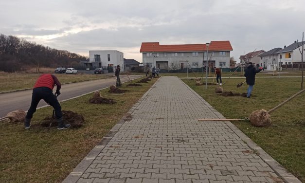 Plantare de copaci prin voluntariat!