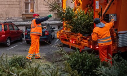 Domeniile Murani desfășoară o campanie de colectare și reciclare a brazilor de Crăciun