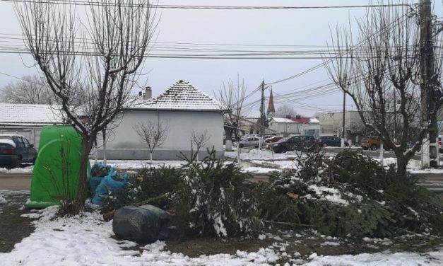 Primăria Dumbrăvița a anunțat unde se colectează brazii de Crăciun