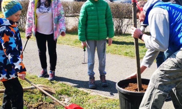 FOTO: Dumbrăvițenii au adoptat peste 80 arbori la prima acțiune de plantare din acest an