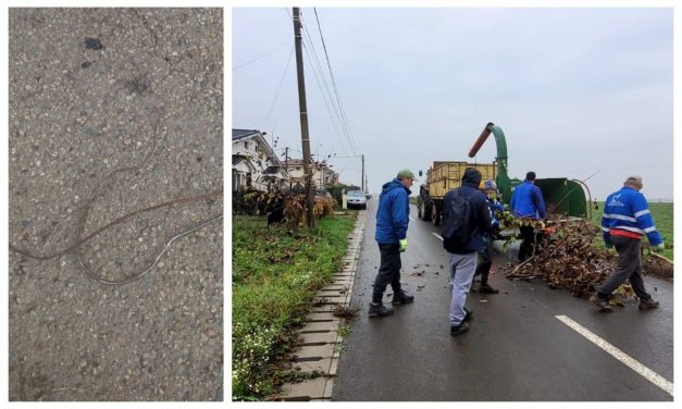 Dumbrăvița Investiții este în grafic cu colectarea crengilor – Ce amenzi riscă cei care nu respectă programul anunțat – DETALII