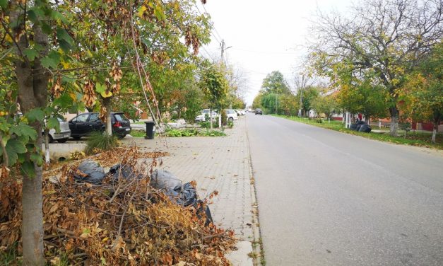 LUNI începe acțiunea de colectare a crengilor – Sacii cu frunze uscate NU vor fi ridicați de Dumbrăvița Investiții – DETALII