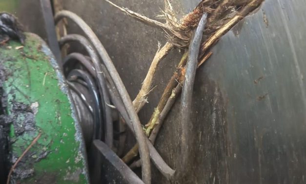 Dumbrăvița Investiții: Îi rugăm pe cetățeni să nu lase fiare printre crengi!