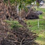 Primăria Dumbrăvița: Campania de toamnă începe din 3 noiembrie și durează până în 28 noiembrie