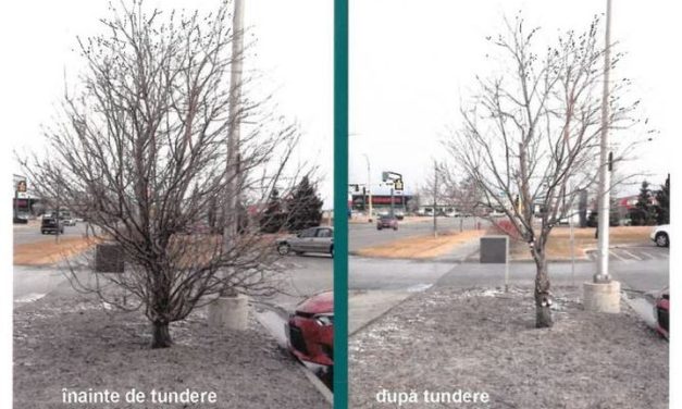 Primăria Dumbrăvița a elaborat un ghid de tundere a arborilor din spațiul urban