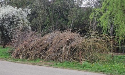 Campania de colectare a crengilor se apropie de final – Până duminică trebuie scoase deșeurile vegetale din Zona 5!