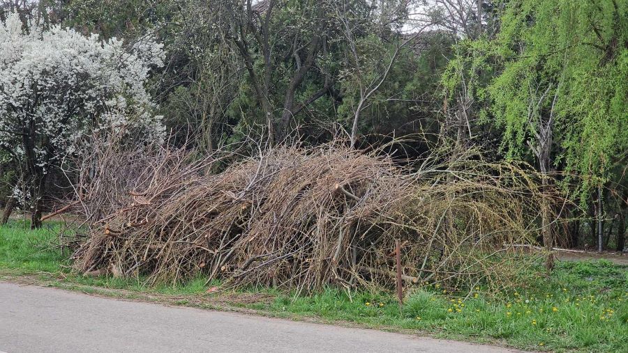 Campania de colectare a crengilor se apropie de final – Până duminică trebuie scoase deșeurile vegetale din Zona 5!
