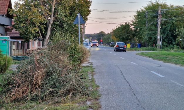 Primăria Dumbrăvița: Săptămâna viitoare începe campania de colectare a crengilor! Nu se ridică alte tipuri de deșeuri
