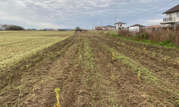 Perdea forestieră lângă Dumbrăvița! Proiectul se incadrează în conceptul Net Zero, asumat de Universitatea de Științele Vieții „Regele Mihai I” din Timișoara