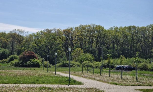 Consilierii locali au decis: CSC Dumbrăvița primește un hectar pentru academia de fotbal – Unde se află terenul