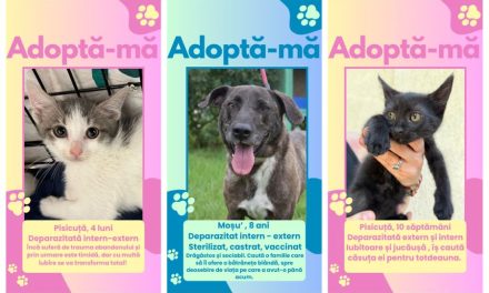 Fii eroul unui suflet blănos – Se organizează un mega-târg de adopții la Timișoara