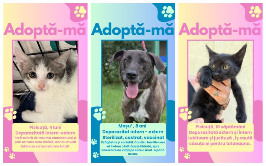 Fii eroul unui suflet blănos – Se organizează un mega-târg de adopții la Timișoara