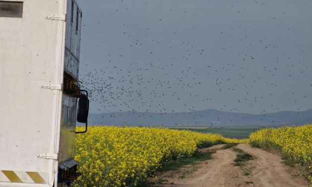 „Ruta Mierii din Banat” – un nou traseu turistic ce unește natura, sănătatea și tradiția