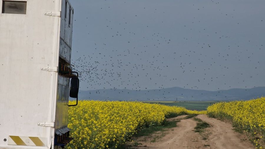 „Ruta Mierii din Banat” – un nou traseu turistic ce unește natura, sănătatea și tradiția
