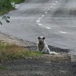 A fost semnat contractul pentru proiectarea noului ADĂPOST  de CÂINI din Timișoara
