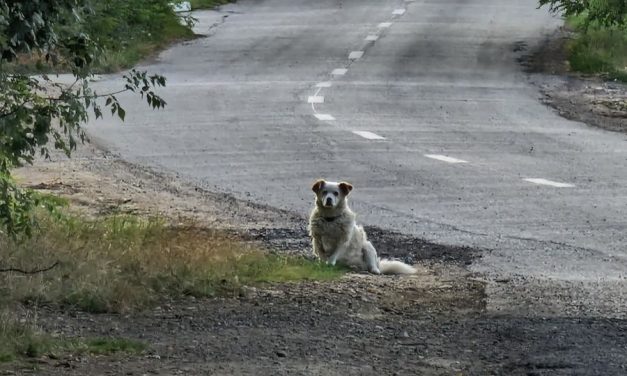 A fost semnat contractul pentru proiectarea noului ADĂPOST  de CÂINI din Timișoara