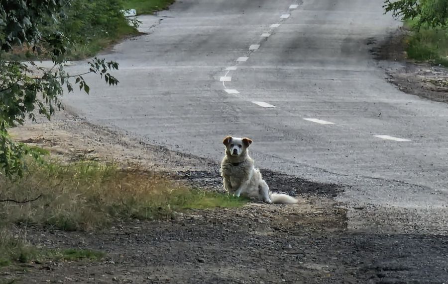 A fost semnat contractul pentru proiectarea noului ADĂPOST de CÂINI din Timișoara