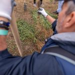 O nouă pădure crește la Ianova: Pădurea CODRU, 15.000 de copaci plantați în doar două zile