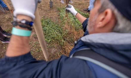 O nouă pădure crește la Ianova: Pădurea CODRU, 15.000 de copaci plantați în doar două zile