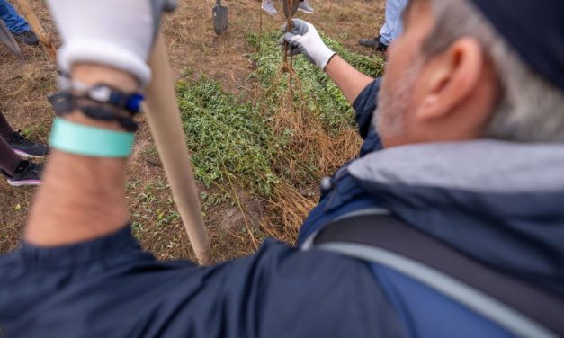 O nouă pădure crește la Ianova: Pădurea CODRU, 15.000 de copaci plantați în doar două zile