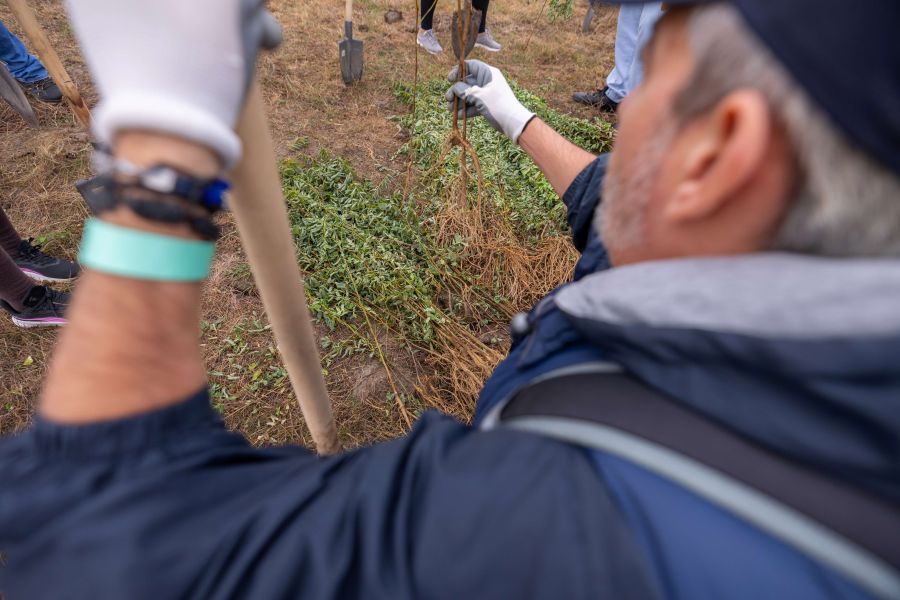 O nouă pădure crește la Ianova: Pădurea CODRU, 15.000 de copaci plantați în doar două zile