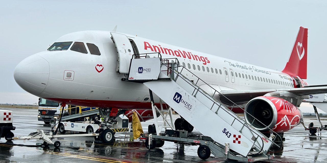 AnimaWings inaugurează în octombrie trei noi rute din Timișoara: București, Istanbul și Dubai