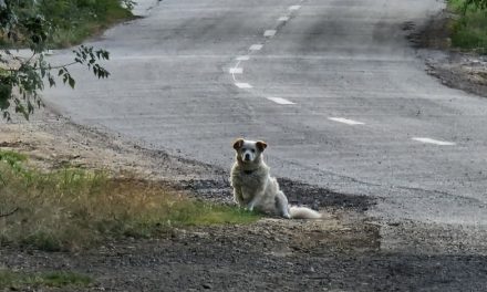 IPJ Timiș – Biroul pentru Protecția Animalelor a demarat o acțiune de informare privind obligațiile și responsabilitățile proprietarilor de câini