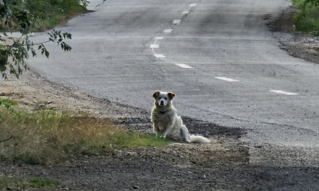 IPJ Timiș – Biroul pentru Protecția Animalelor a demarat o acțiune de informare privind obligațiile și responsabilitățile proprietarilor de câini