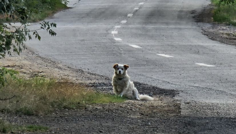 IPJ Timiș – Biroul pentru Protecția Animalelor a demarat o acțiune de informare privind obligațiile și responsabilitățile proprietarilor de câini