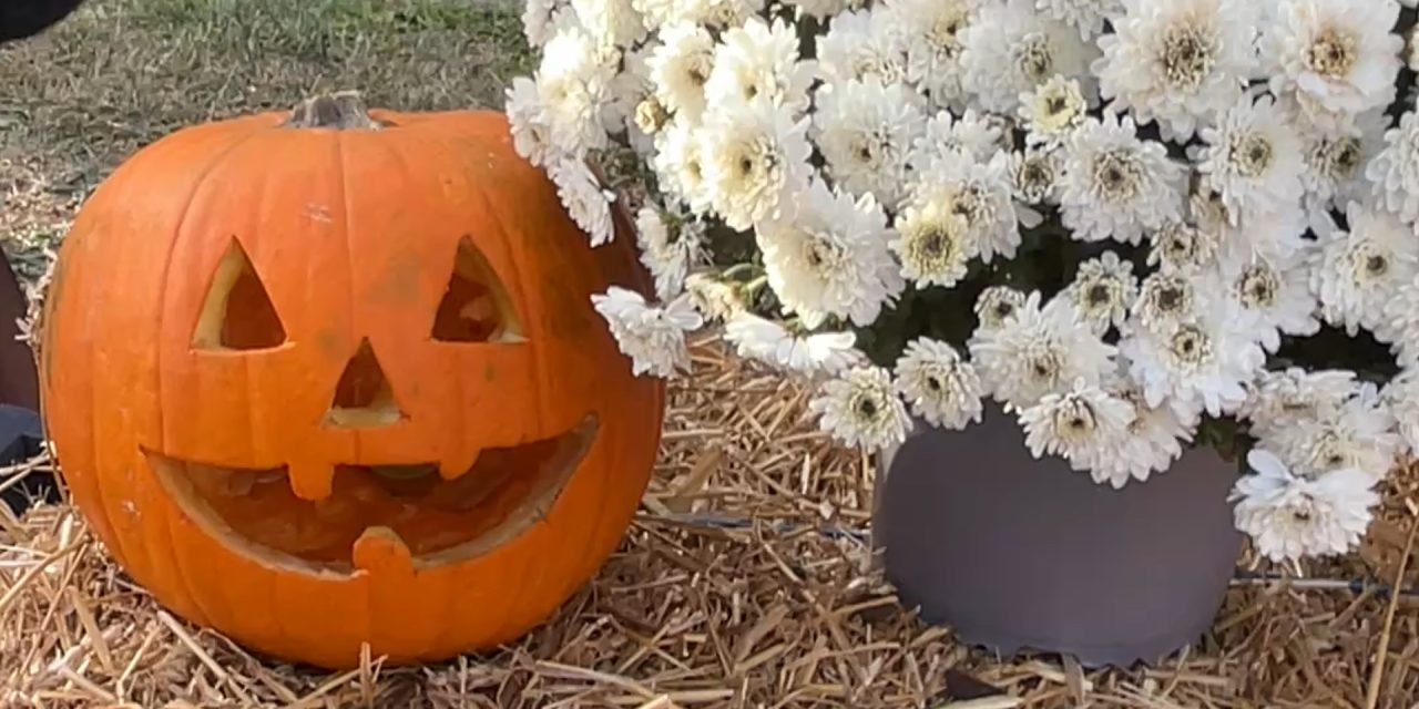 Festivalul Dovleacului – Magia toamnei la Grădinița cu Program Prelungit Dumbrăvița