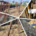 FOTO – Fiecare pom are o poveste! Începe-o cu un puiet de la Stațiunea Didactică Timișoara – USVT