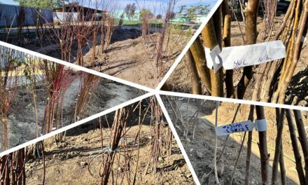 FOTO – Fiecare pom are o poveste! Începe-o cu un puiet de la Stațiunea Didactică Timișoara – USVT