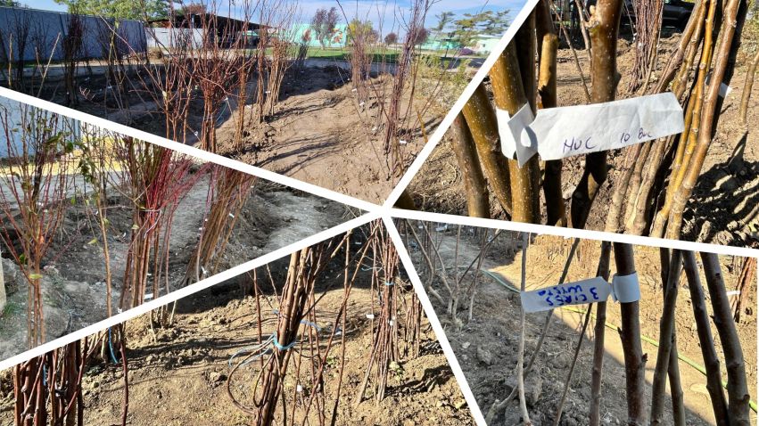 FOTO – Fiecare pom are o poveste! Începe-o cu un puiet de la Stațiunea Didactică Timișoara – USVT