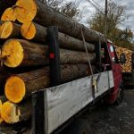Material lemnos confiscat la Orțișoara – Polițiștii timișeni au descoperit două transporturi neconforme