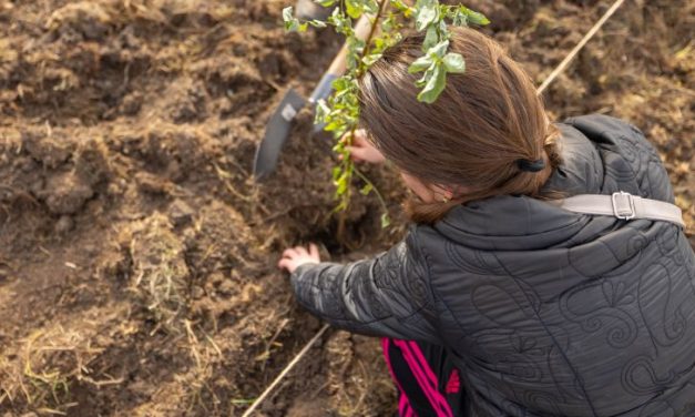 CODRU organizează o nouă acțiune de împădurire: 10.000 de copaci vor fi plantați la Ianova, comuna Remetea Mare