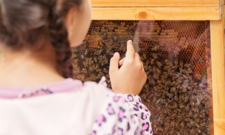 Elevii din vestul țării descoperă magia STEAM prin 17 proiecte Științescu