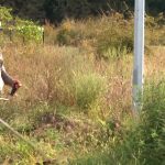 Anunț important pentru proprietarii de terenuri din Dumbrăvița: Acțiunile de verificare încep pe 25 mai