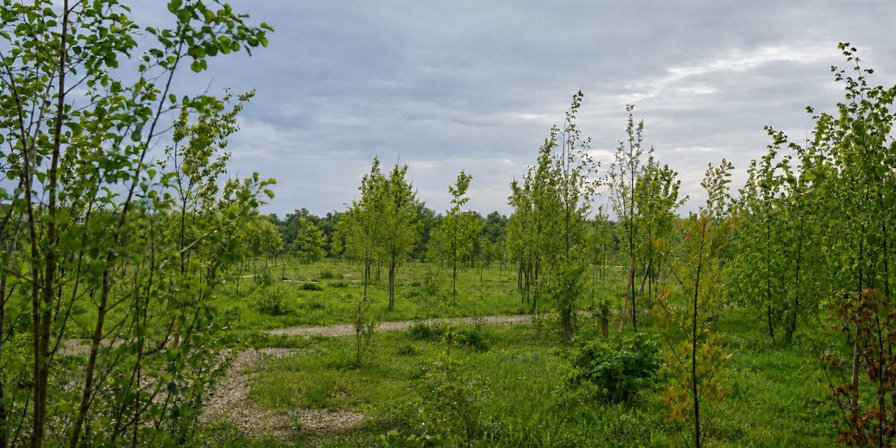Pădure urbană de peste 7.000 mp la Universitatea de Științele Vieții din Timișoara