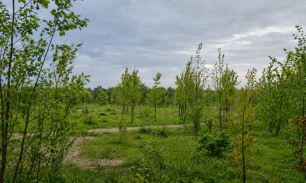 Pădure urbană de peste 7.000 mp la Universitatea de Științele Vieții din Timișoara