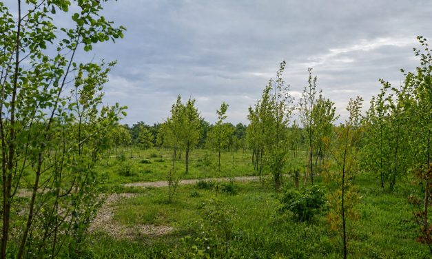 Pădure urbană de peste 7.000 mp la Universitatea de Științele Vieții din Timișoara