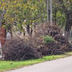 Campania de toamnă pentru colectarea crengilor în Dumbrăvița începe pe 15 noiembrie
